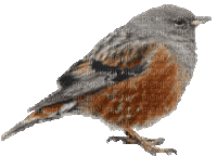 bird - Gratis geanimeerde GIF