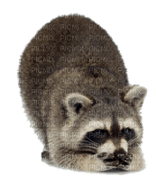 raccoon bp - δωρεάν png