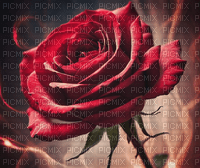Red rose 1. - 免费PNG
