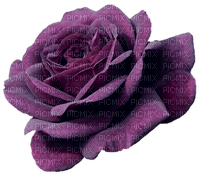 Purple Rose - darmowe png
