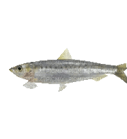 Fisch, Sardine - Ingyenes animált GIF