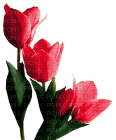 chantalmi  fleur tulipe rouge - gratis png
