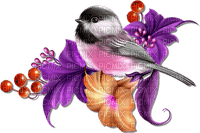 Oiseau  Miriella - besplatni png