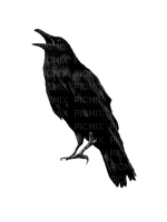 Raven - kostenlos png