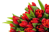 Квіти - PNG gratuit