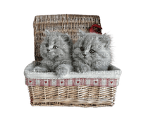 patymirabelle chatons - gratis png