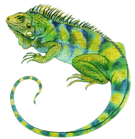 Iguane, reptile - png gratuito