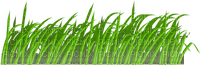 Herbe - Free PNG