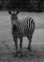 zebra - Nemokamas animacinis gif