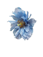 fleur bleue - ücretsiz png