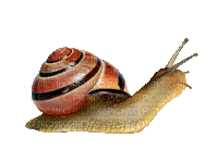 snail - GIF เคลื่อนไหวฟรี