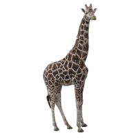 Kaz_Creations Giraffe - png grátis
