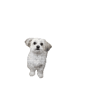 Dog.Chien.Perro.Hund.gif.Victoriabea - Free animated GIF