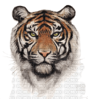 Tigre - nemokama png
