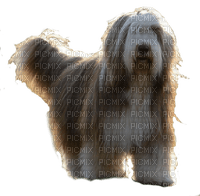 bearded collie 4 - 免费PNG