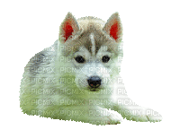 Kaz_Creations Animated Dog Pup - GIF animado gratis