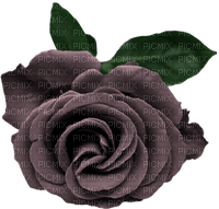 Rose (flower) - PNG gratuit