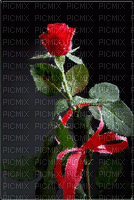 Rosa para ti - Gratis geanimeerde GIF