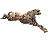 Kaz_Creations Cheetah - besplatni png