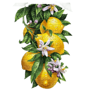 Zitronen, Lemons