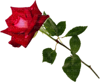 Роза - PNG gratuit
