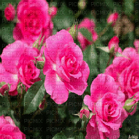 flowers  background by nataliplus - Zdarma animovaný GIF