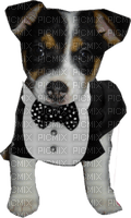 Kathleen Reynolds Dog Pup - δωρεάν png