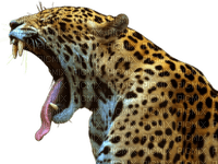 Leopard - png ฟรี