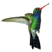 hummingbird - PNG gratuit
