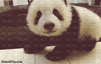 panda - Gratis animeret GIF