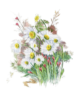 loly33 fleur aquarelle - PNG gratuit