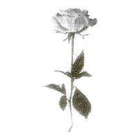 rózsa - 無料のアニメーション GIF