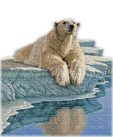loly33 ours blanc hiver - PNG gratuit