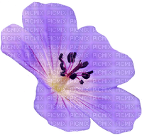 Flowers purple bp - gratis png
