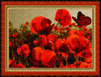Coquelicots- Poppies - Bezmaksas animēts GIF
