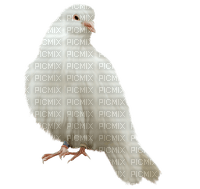 Kaz_Creations Birds Bird - png ฟรี