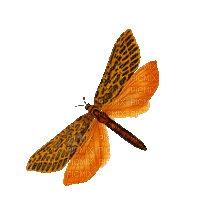 Papillon.Butterfly.Automne.Autumn.Victoriabea - GIF animado gratis