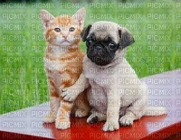 chien chat - png gratuito