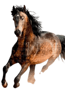 maj cheval - darmowe png