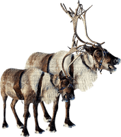 Christmas reindeers sunshine3 - ücretsiz png