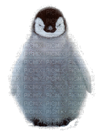 Penguin - Darmowy animowany GIF