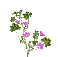 Fleurs.Flowers.Pink.Plants.Victoriabea - GIF animado gratis