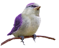 maj gif oiseau - Besplatni animirani GIF