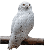 eule owl - zdarma png