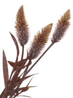 Plants.automne.deco.blé.Victoriabea - PNG gratuit