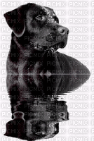 chien - Безплатен анимиран GIF