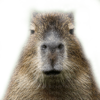 Capybara - png ฟรี