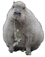gourmet capybara - Безплатен анимиран GIF