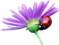 ladybug marienkäfer flower - png grátis