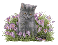 Gray Cat Chat in Purple Flowers Crocus Garden Spring - Бесплатный анимированный гифка